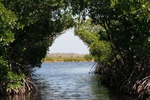Visite des Everglades en français
