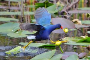 Visite des Everglades en français
