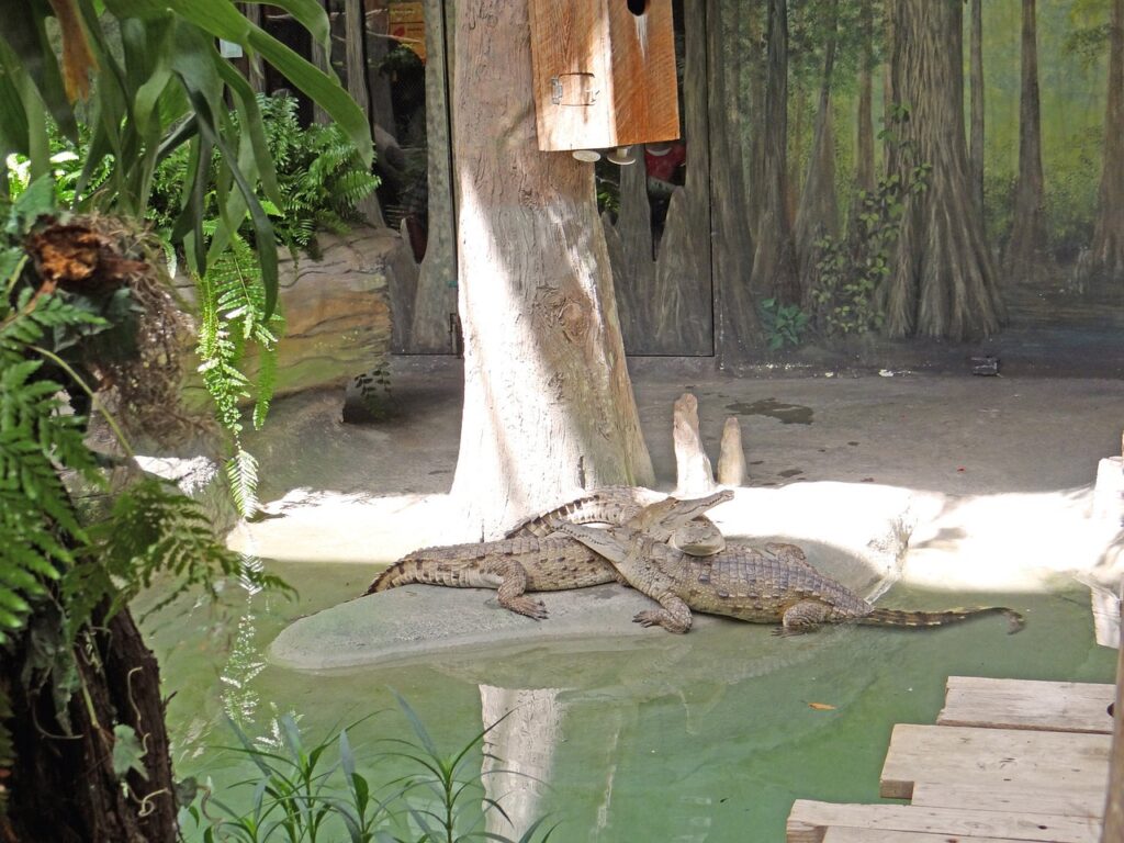 south-american-alligators-71324_1280
