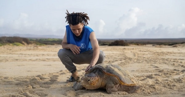 Over 150,000 turtles released in Cape Verde during the 2024 nesting season