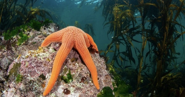 Delta supports marine conservation efforts in Chile